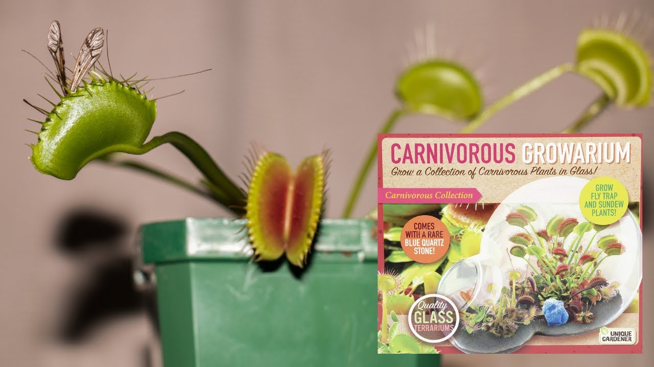 Indoor Venus Fly Traps - A Commercial Cannabis Grower's Take :  r/SavageGarden