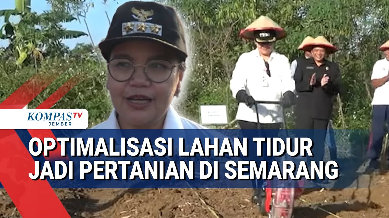 Pemkot Semarang Ubah Lahan Tidur Jadi Ladang Jagung, Dukung Pangan Nasional