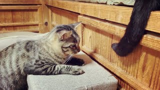 僕はだんだん眠くニャる💤 Cat Hypnotising with tail