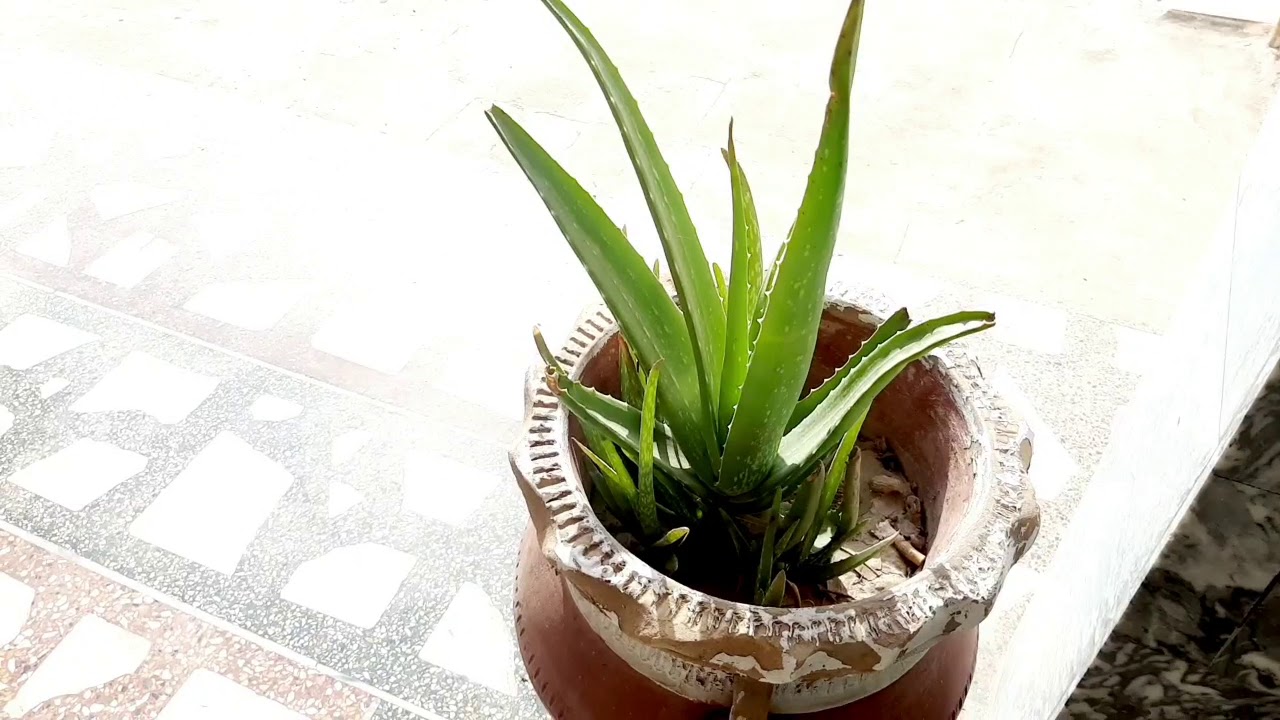 How To Take Care Aloe Vera Plants Youtube