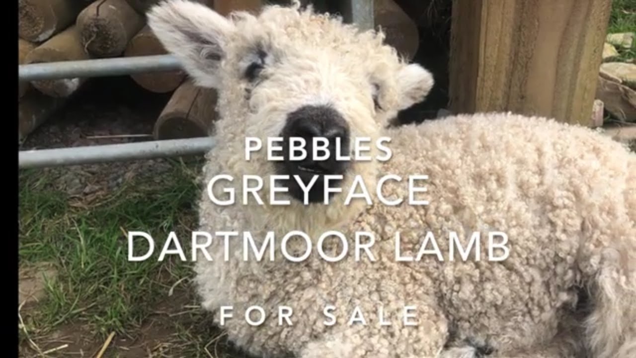 Pebbles, Greyface Dartmoor ewe lamb for sale, Moorparks, Devon YouTube