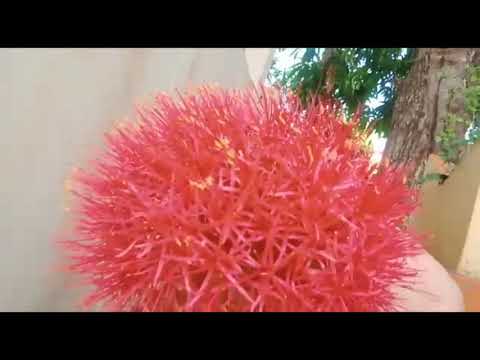 Introduction of African blood lily/Scodaxus/Haemianthus