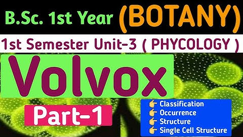 Volvox in Hindi//Volvox Classification,Structure,Occurrence/BSc 1st Year 1st Semester Botany Unit 3