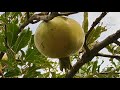 My first video made for your logo. Sweet Waziristan
