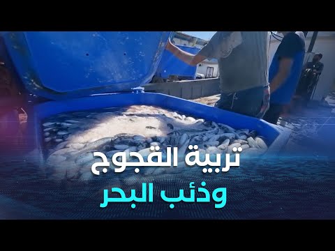 مستغانم نجاح مبهر لتجربة استزراع الأقفاص العائمة لتربية صغار سمك القجوج وذئب البحر