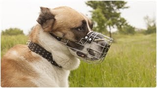 Check out our new video with awesome Central Asian Shepherd Dog. This awesome canine is wearing Light Weight Wire Cage 