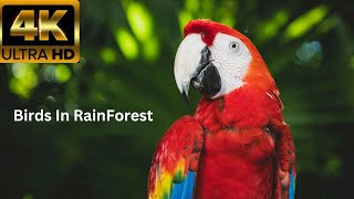 Amazing Tropical Birds - Life Of Birds In RainForest - Nature Film