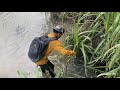 Pasang perangkap disaat sungai banjir dapat ikan besar dan hewan perusak perangkap😭 #KOOKIKO