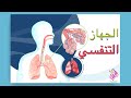 الجهاز التنفسي وظيفته و الاعضاء المكونة له