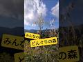 みんなで植樹した「どんぐりの森」~人にも他のいのちにも豊かな森へ~ #shorts