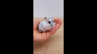 How a hamster grows: a hamster by day from the moment of birth to independent life.