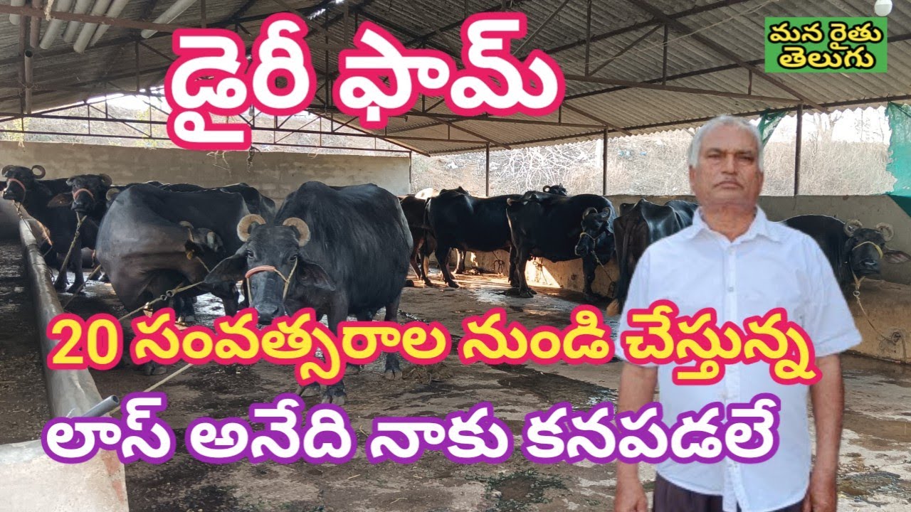 డైరీ ఫామ్ 20 సంవత్సరాల నుండి చేస్తున్న  |  buffaloes dairy farm  |  మన రైతు తెలుగు