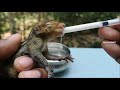 How to feed baby squirrel