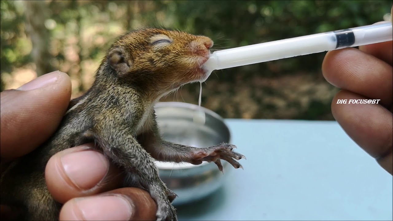 How To Feed Baby Squirrel Youtube