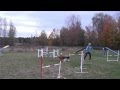 Pratique parcours fci championship 2012 team agility large