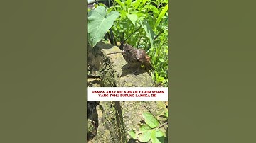 burung kutilang hitam asli Kalimantan #burung #mangkicauoffecial #birds #burungkicaudialamliar #bird