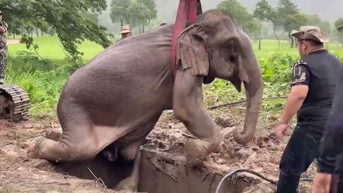 Rescate milagroso de un bebé elefante y su madre en Tailandia - YouTube