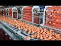 Incredible modern eggs chicken harvest farming technology. Amazing automatic poultry processing line