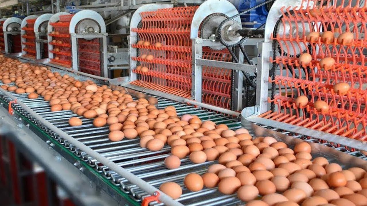 Incredible modern eggs chicken harvest farming technology. Amazing automatic poultry processing line