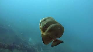 SS Yongala dive 14 May 24