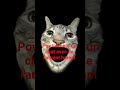 pov t'achète un chat avec de l'argent haram #humour #pourtoi#funny#youtubeshorts