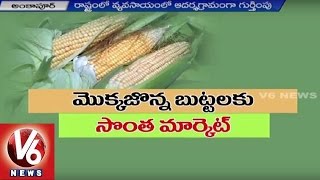 Ankapur Village Success Story | Modernization of Cultivation in Corn | V6 News (28-08-2015)