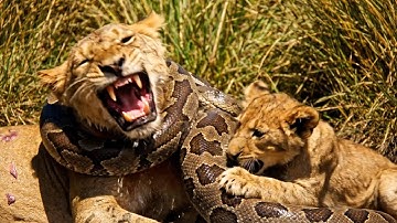 Terrifying Moment: Giant Python Attacks Mother Lion