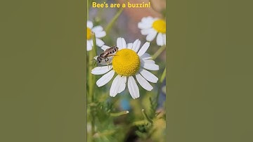 Zone 7B  Pollinator Powerhouse: Attract Bees, Butterflies & More!