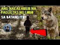 ANG NAKAKABILIB NA GINAWA NG LOBO SA BATANG ITO | TUKLASIN MO