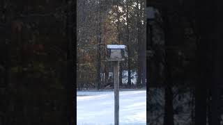 Birds in WI March 2020