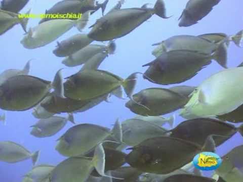 Nemo Il Ras del Profeta, Sharm 2005 part 1