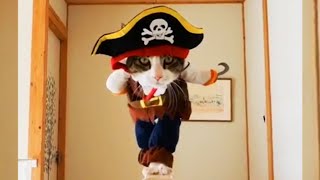 The PURRats of the CATribien 🐈🏴‍☠️