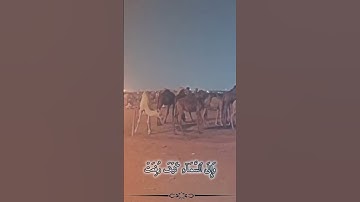 أَفَلَا یَنظُرُونَ إِلَى ٱلۡإِبِلِ كَیۡفَ خُلِقَتۡ#القرآن_الكريم #تلاوة_خاشعة #بصوت#حمزة_درويش #لايك