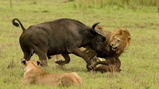 OMG! King Lion vs BuffaloㅣKing Lion Hunting BuffaloㅣWild Animal Attacks