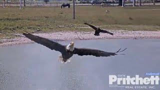 SWFL Eagles 5-11-24.  M15 & F23 Visit the Pond, F23 Stops @ the Nest; The Herd & the Anhinga.