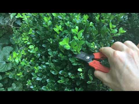 Video: Le piante di buxus sono sempreverdi?