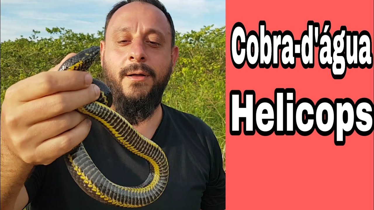 Cobra-d’água Helicops, com o Biólogo Henrique