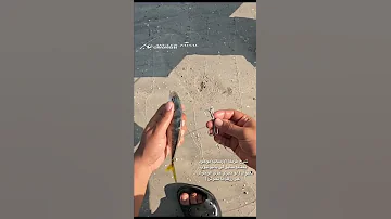 كيف ترسل طعم حي داخل البحر 