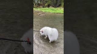 Samoyeds love the water 🌧️