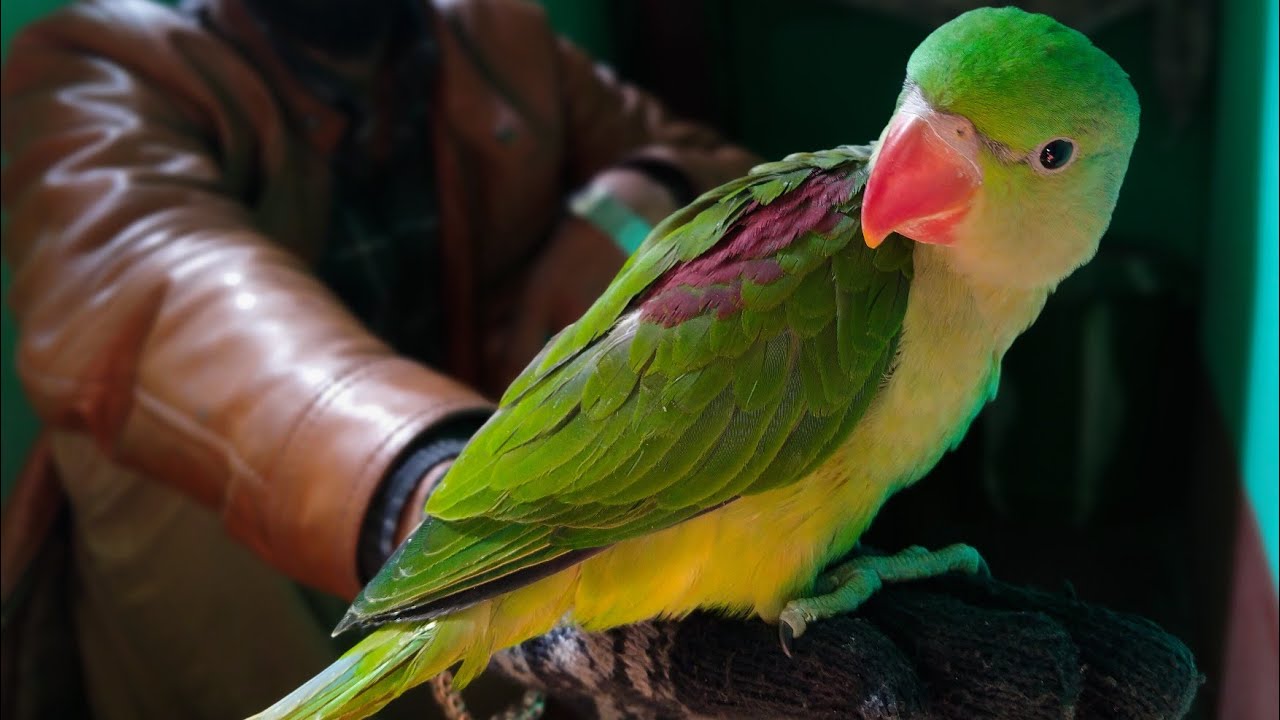 Alexandrine Parrot For Sale Pahadi Tota Baby 2 Month alexandrine-parrot-for-sale-pahadi-tota-baby-2-month