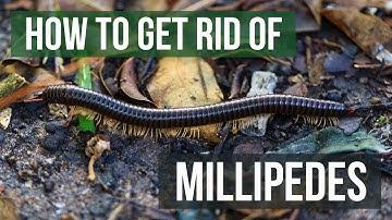 How to Get Rid of Millipedes (4 Easy Steps)