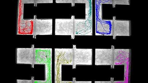 High-speed tracking of zebrafish behavior