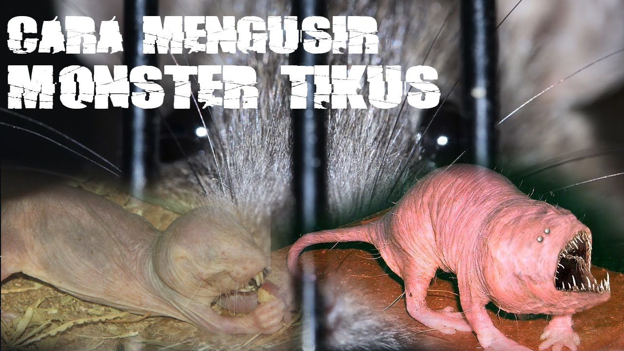Cara Cara Membasmi Tikus di Rumah, Praktis, Alami dan Ampuh | Tips