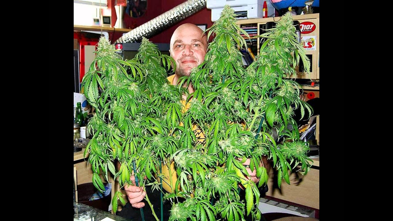 что делать с мужскими растениями марихуаны