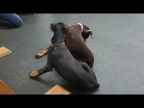 Видео: щенки добермана встреча / meeting of doberman puppies