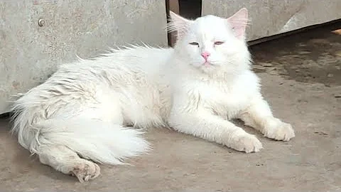 Watch the video about Saste Persian cats available in Hyderabad mangalhat | Persian cross kittens available in Hyderabad
