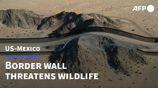 Protecting wildlife along the US-Mexico border | AFP