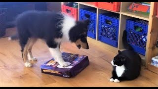 Budding friendship between Tuxedo cat Rascal and Rough Collie Lassie  #catanddog #tuxedocat