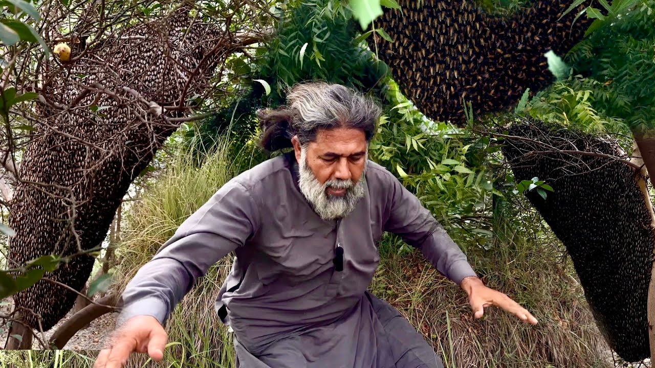 Wild Honey Harvesting | 3 Big Wild Honeycombs | How To Harvesting Wild Honey | Mubarak Ali