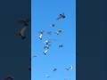 Kabutar ka Gool | Pigeon Flock | #@life365days | #pigeonflock